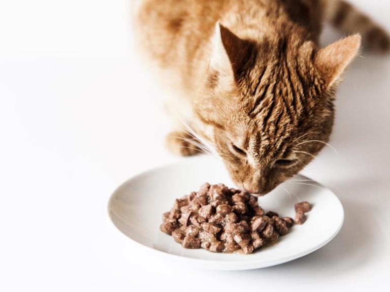 تغذیه گربه ها با غذای خشک، غذای تر یا مخلوطی از این دو؟ 