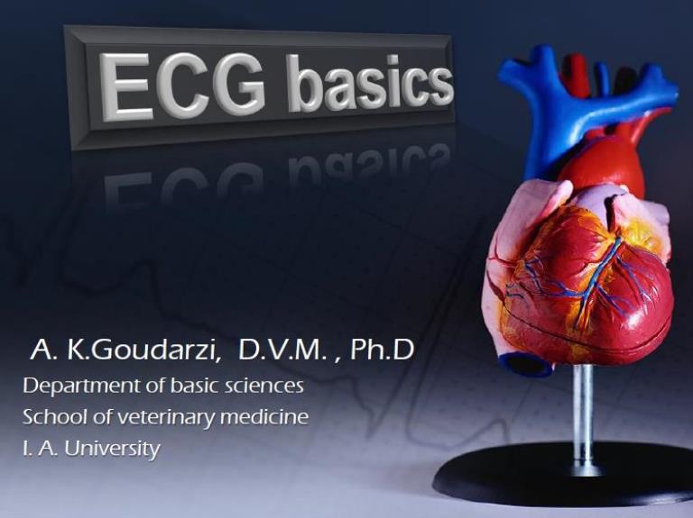 EKG physiology