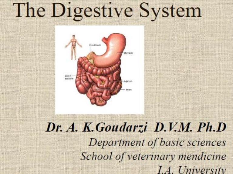 Digestive sys physiology 