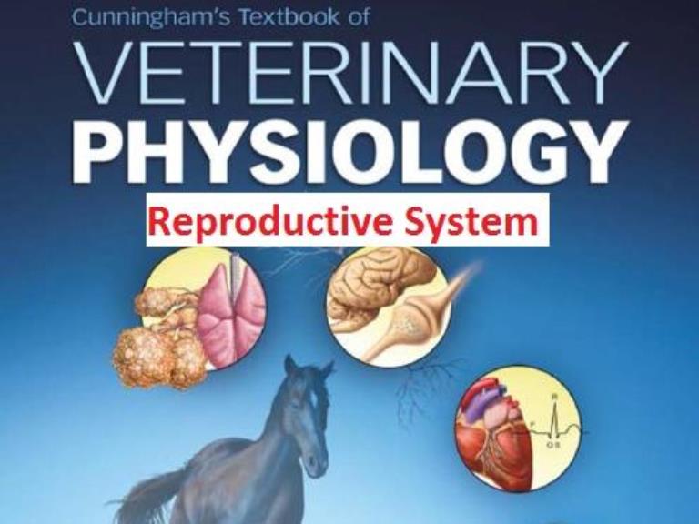 Cunningham vet phys reproductive system