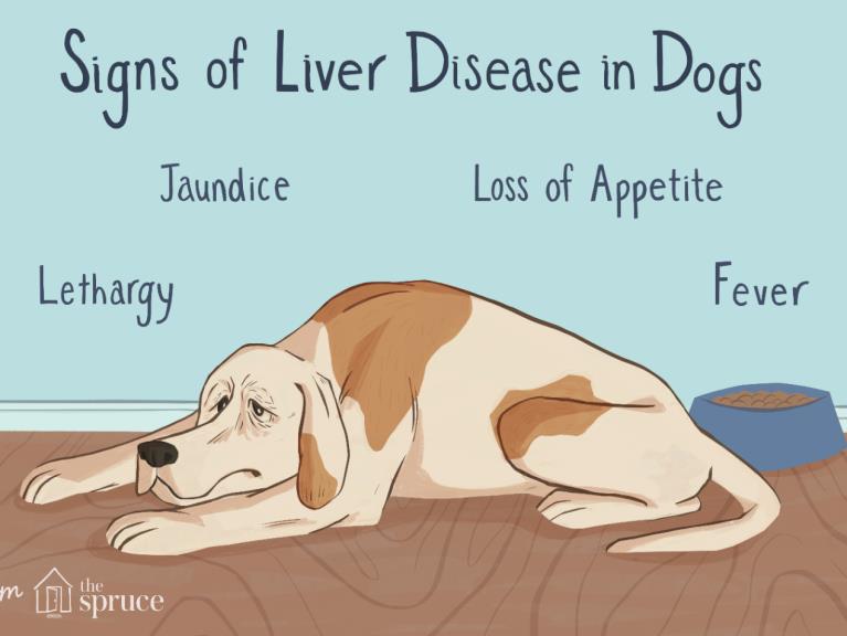 بیماری های کبدی در سگ و گربه
