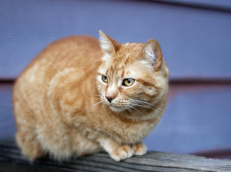 آنچه باید از بیماری لوسمی گربه ها (FeLV) بدانید