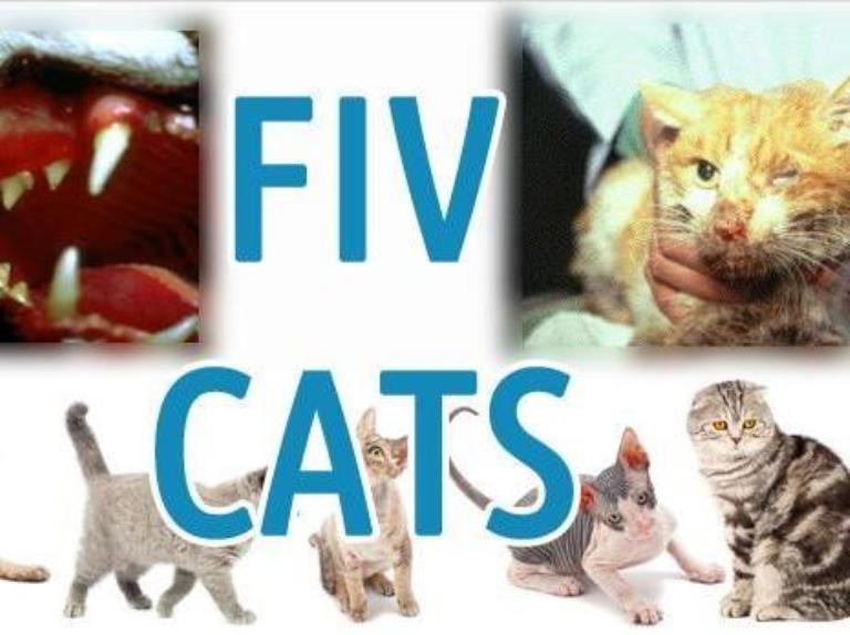 از ایدز گربه ها (FIV) چه می دانید؟